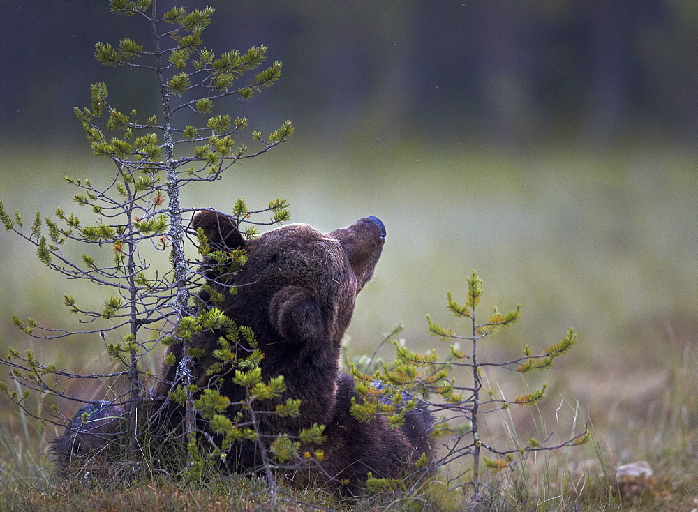 Brown Bear lying in a clearing, Finland