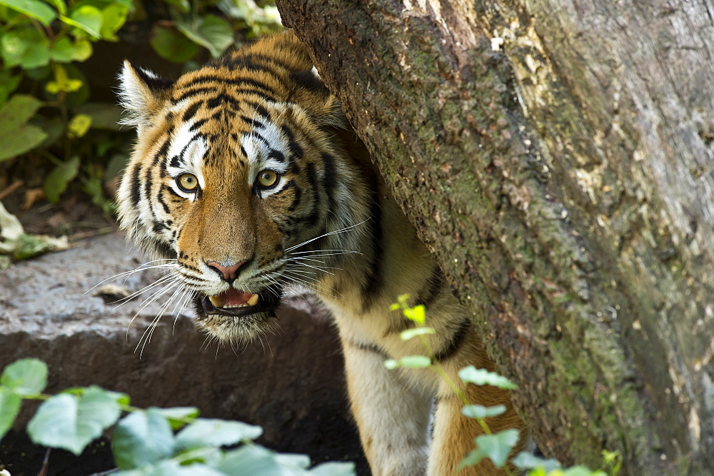 Portrait of Siberian Tiger