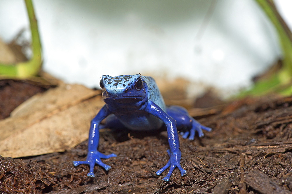 Blue Poison Frog on earth