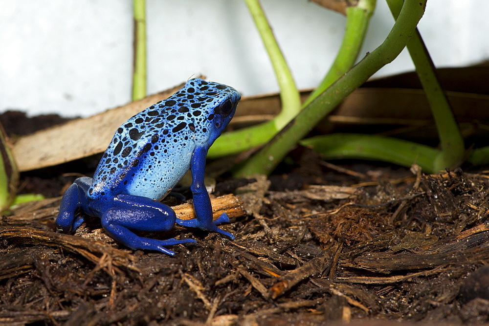 Blue Poison Frog on earth