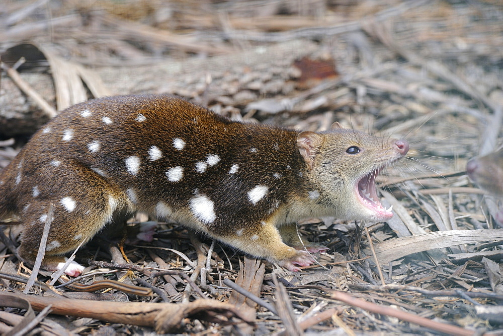 Spotted-tailed Quoll on ground, Tasmania Australia