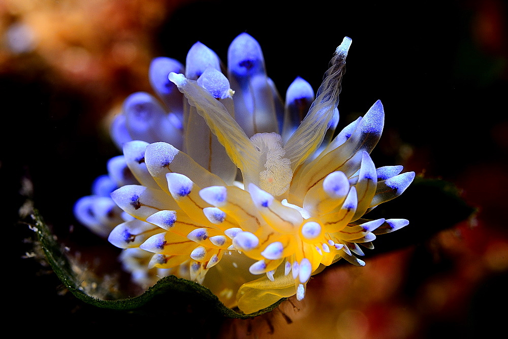 Sea Slug in reef, Mediterranean Spain 