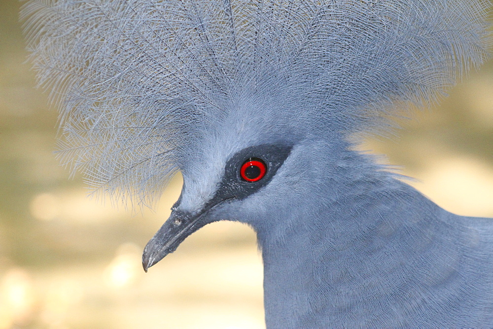 Portrait of Victoria Crowned Pigeon, Bali Indonesia 