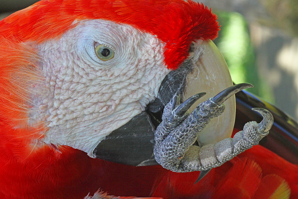 Portrait of Scarlet Macaw grooming, Bali Indonesia