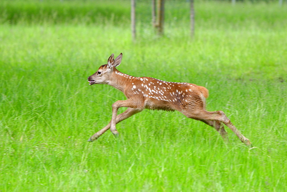 Red deer fawn running in a meadow in the Vosges, France