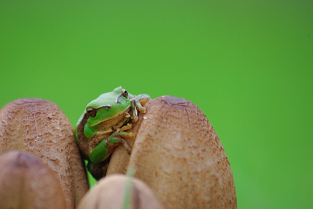 Green tree frog on Mushrooms, Ile d'Oleron France