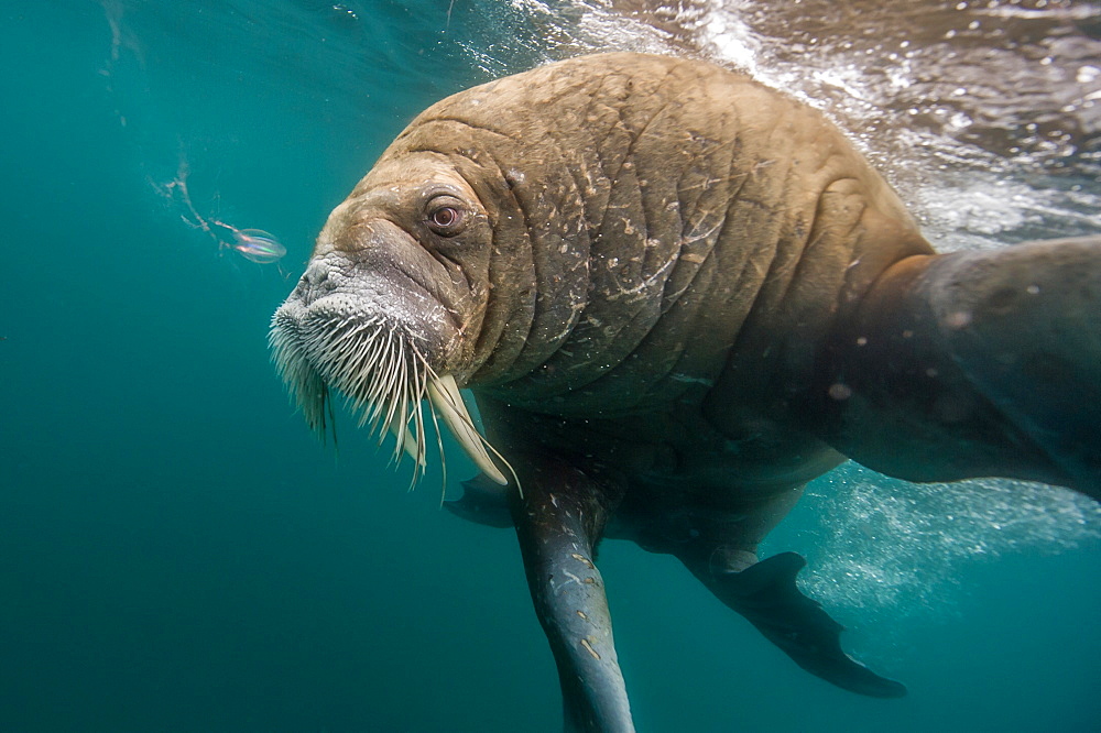 Walrus swimming under the surface, Arctic Ocean