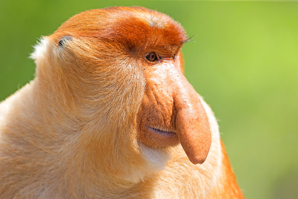 Proboscis Monkey male, Labuk Bay Sabah Borneo Malaysia