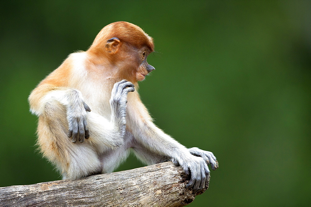 Proboscis Monkey on branch, Labuk Bay Sabah Borneo Malaysia