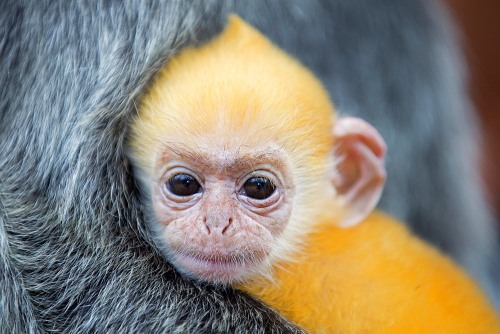 Portrait of Silvered leaf monkey -Labuk Bay Borneo Malaysia 