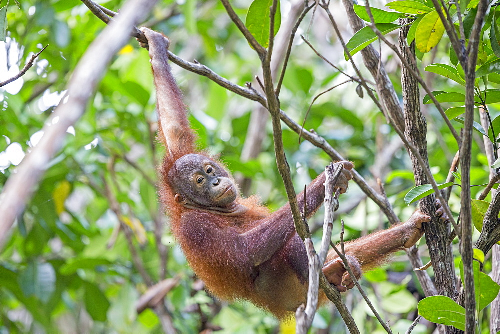 Young orangutan hanging, Sepilok Borneo Malaysia 