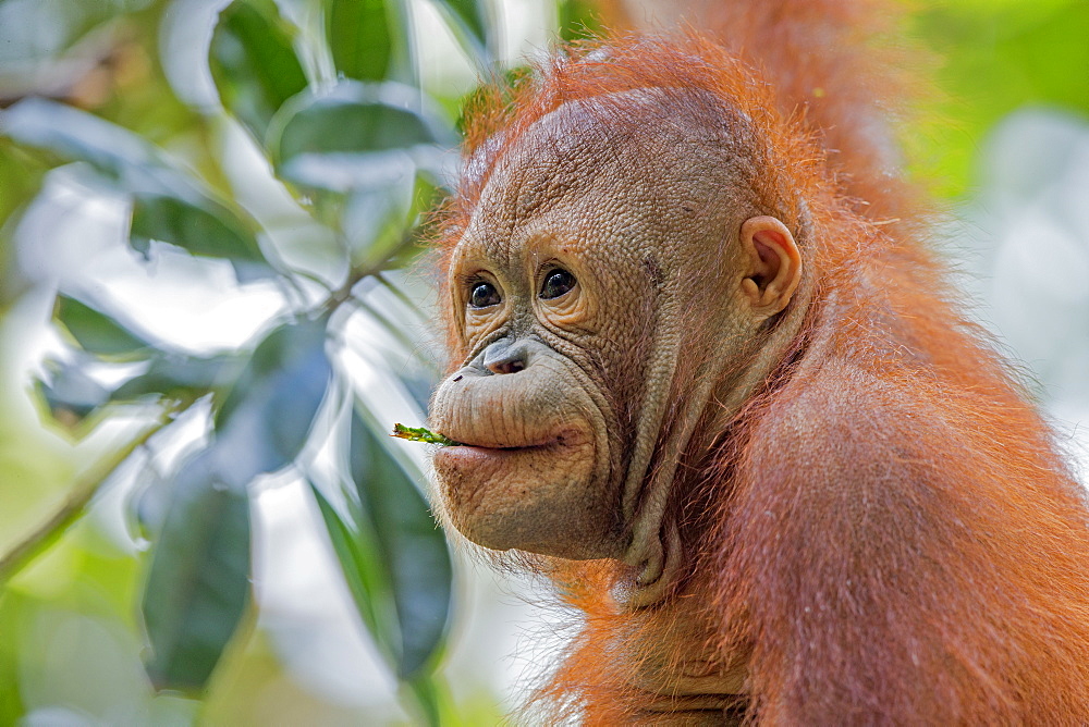 Portrait of young orangutan, Sepilok Borneo Malaysia