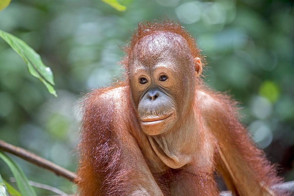 Portrait of young orangutan, Sepilok Borneo Malaysia