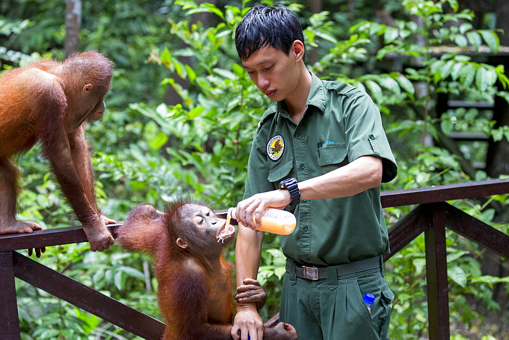 Young Orang-Utans on Platform, Sepilok Borneo Malaysia