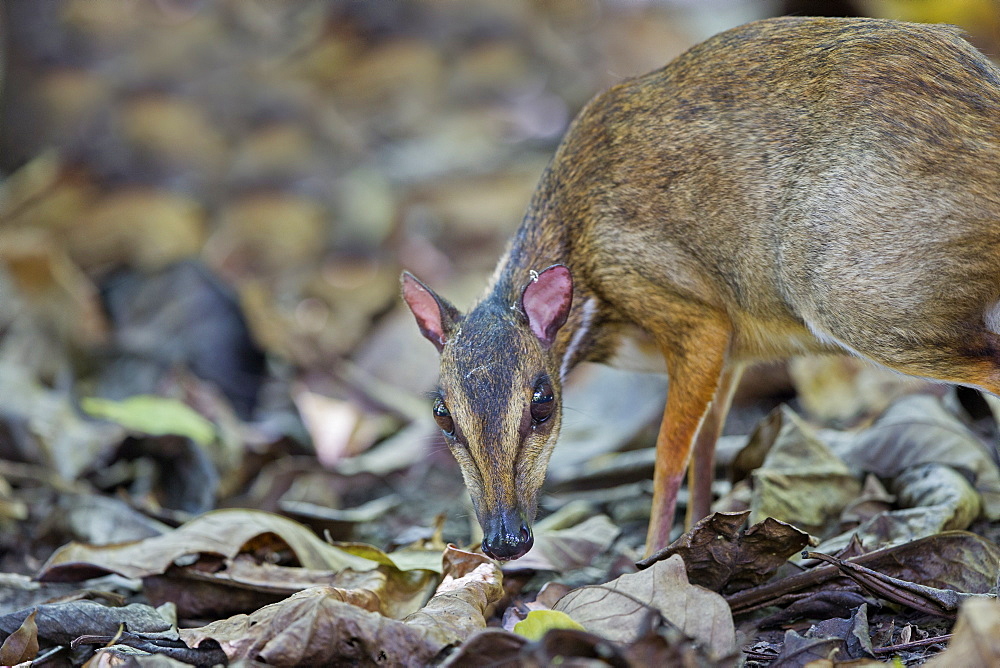 Lesser mouse deer undergrowth, Kinabalu Sabah Malaysia