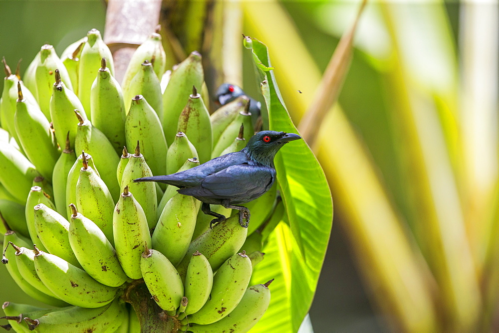 Starling on Bananas cluster, Kinabalu Sabah Malaysia