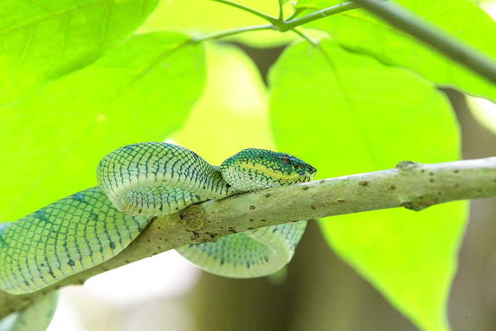 WagLer's pit viper on a branch, Bako Borneo Malaysia 