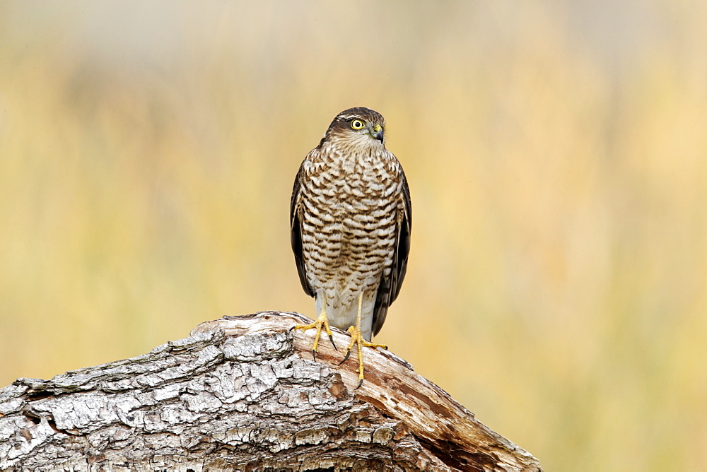 Eurasian Sparrowhawk on a branch, Midlands UK