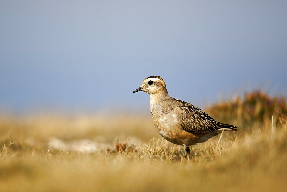 Eurasian Dotterel on grass, Great Orme  Conway Wales UK