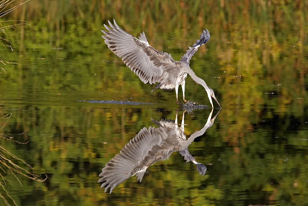 Grey heron diving into water for fish, Midlands UK