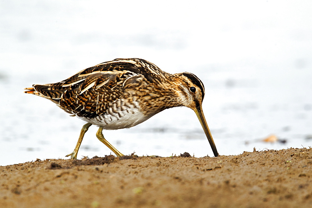 Common Snipe by water, Midlands UK