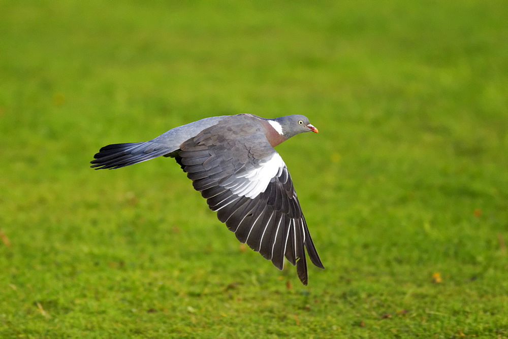 Wood pigeon in flight, Midlands UK