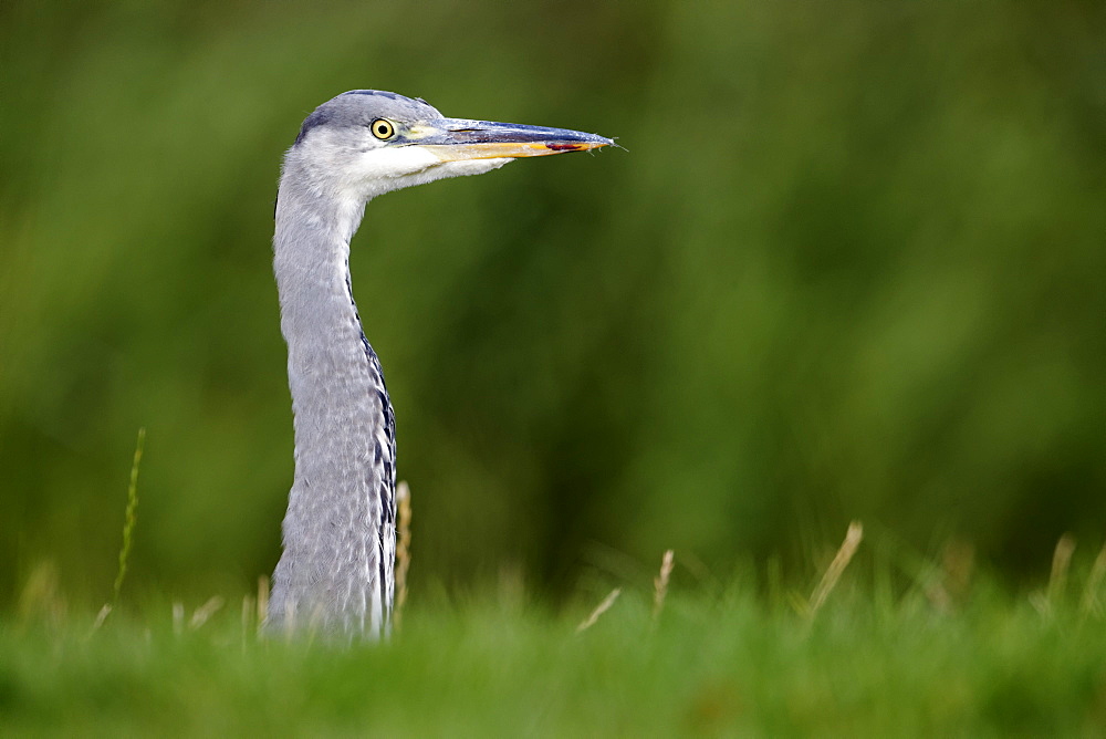 Portrait of Grey heron, Midlands UK