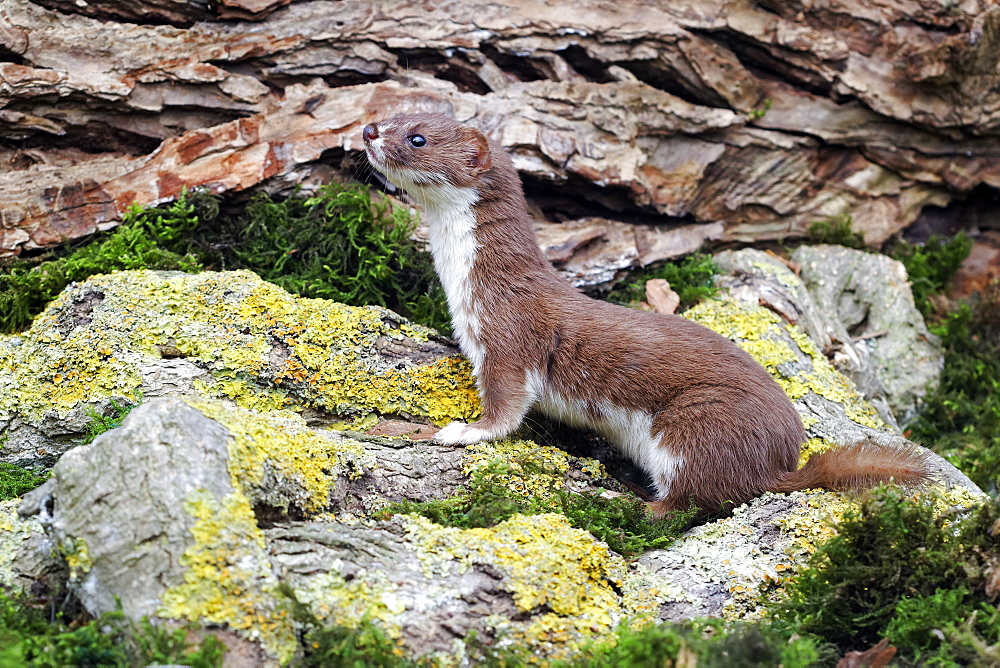 Weasel on rock, Midlands UK