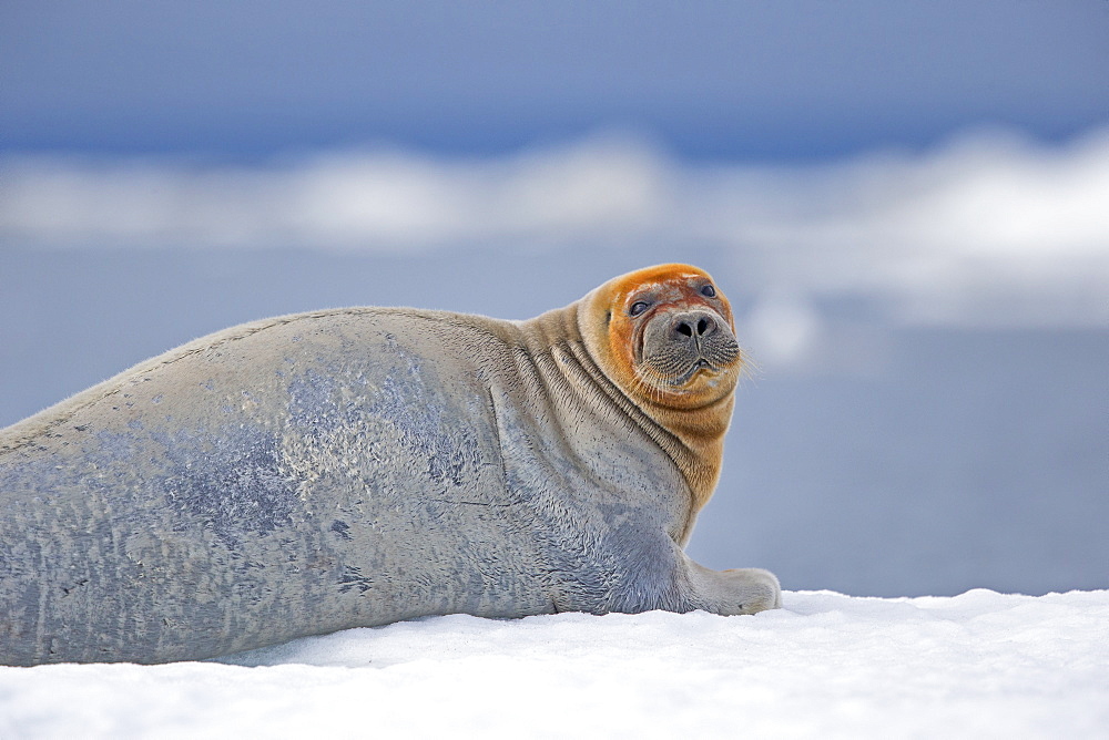 Bearded seal at rest on ice, Barter Island Alaska USA 