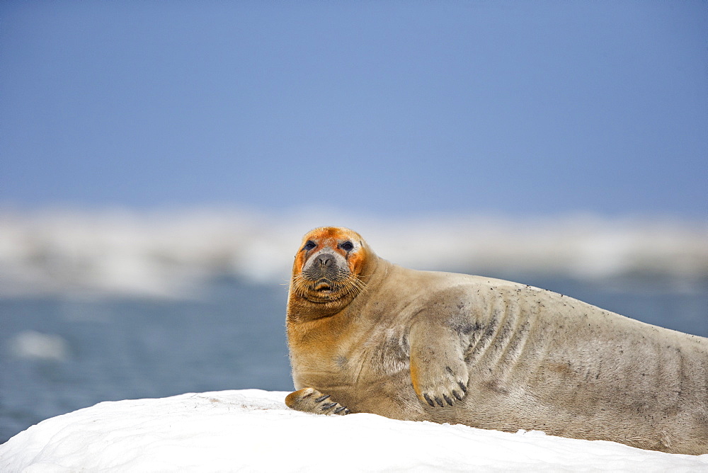 Bearded seal at rest on ice, Barter Island Alaska USA 