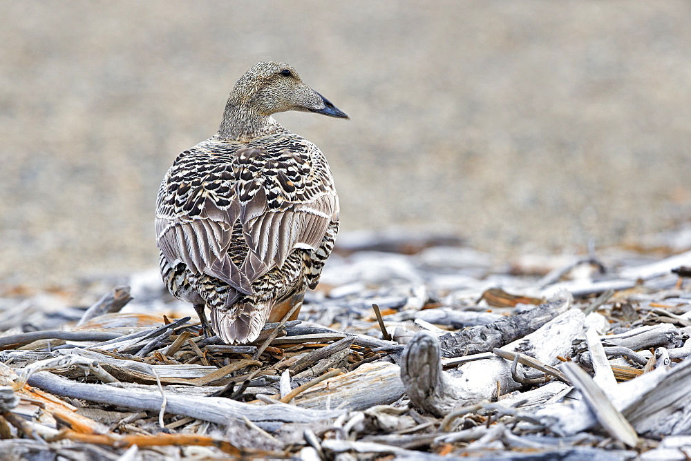 Common eider female on coast, Barter Island Alaska USA 