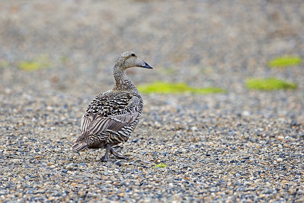 Common eider female on coast, Barter Island Alaska USA 