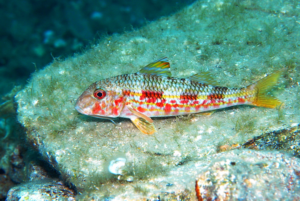 Striped Red Mullet on the reef, Mediterranean Sea France