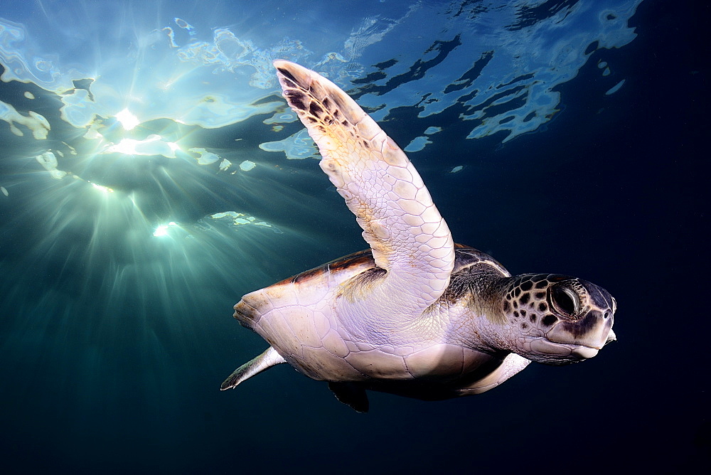 Green sea turtle under the surface, Canary islands