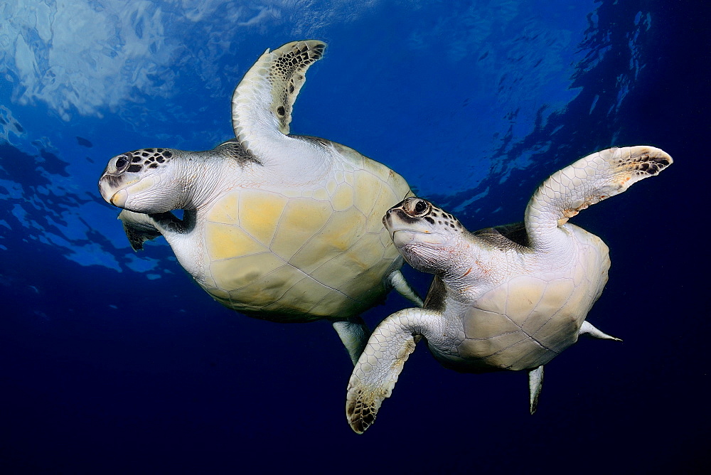 Green sea turtles under the surface, Canary islands