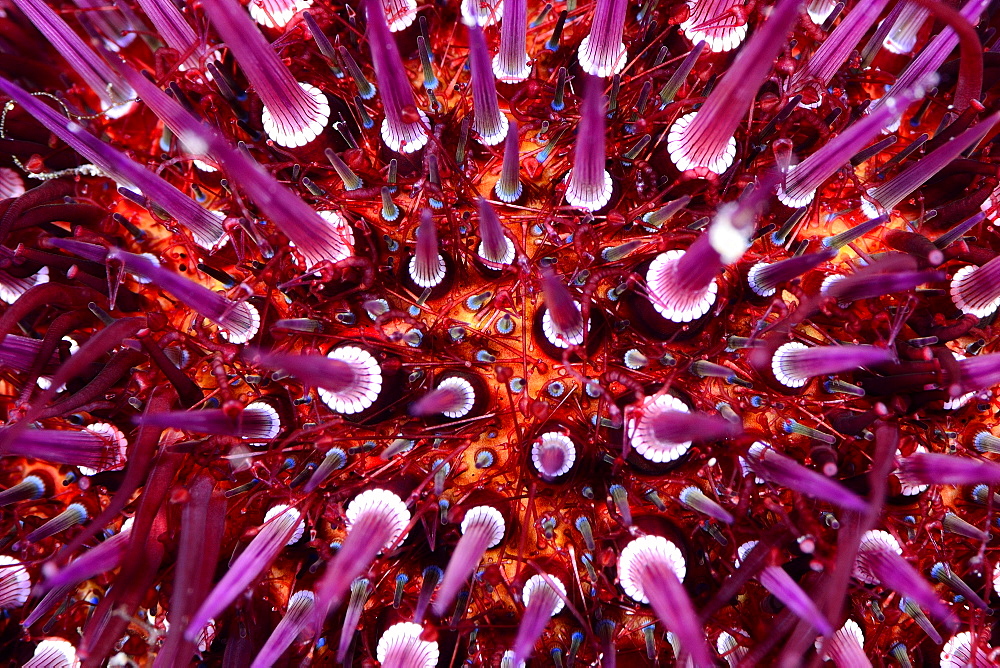 Close up of sea urchin in the Mediterranean sea