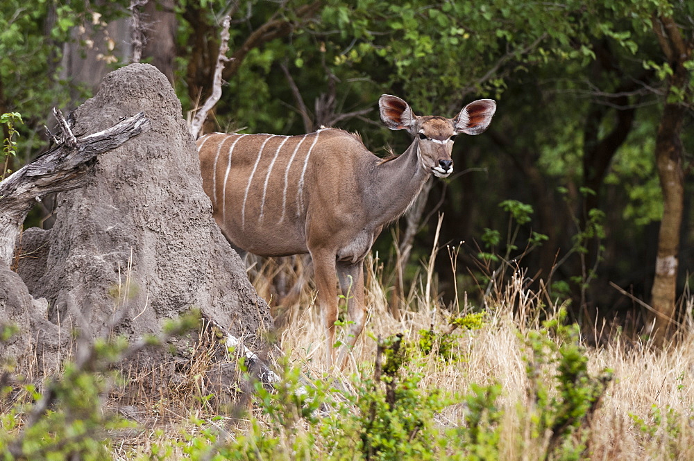 Great Kudu in savanna, Khwai Okavango Delta Botswana