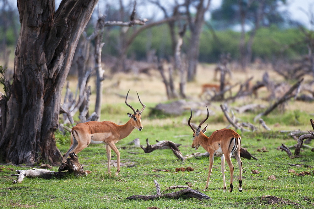 Impalas in savanna, Khwai Okavango Delta Botswana