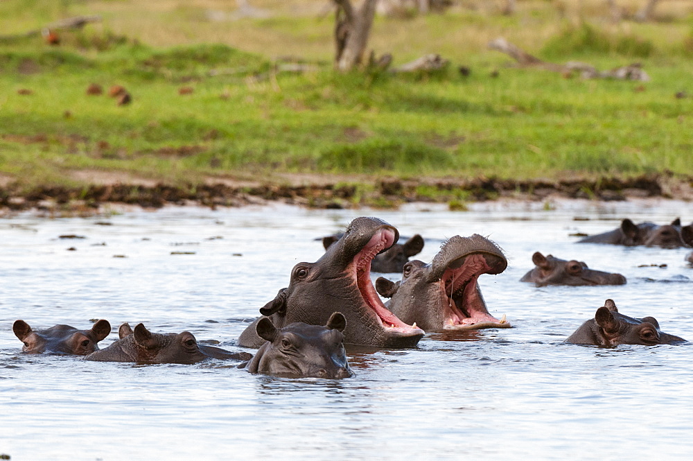 Hippopotamus in water, Khwai Okavango Delta Botswana