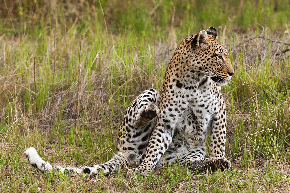 Leopard sitting in grass, Khwai Okavango Delta Botswana