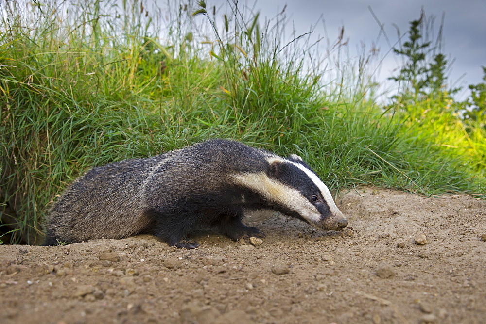 Close-up of a badger coming out of its set in summer GB