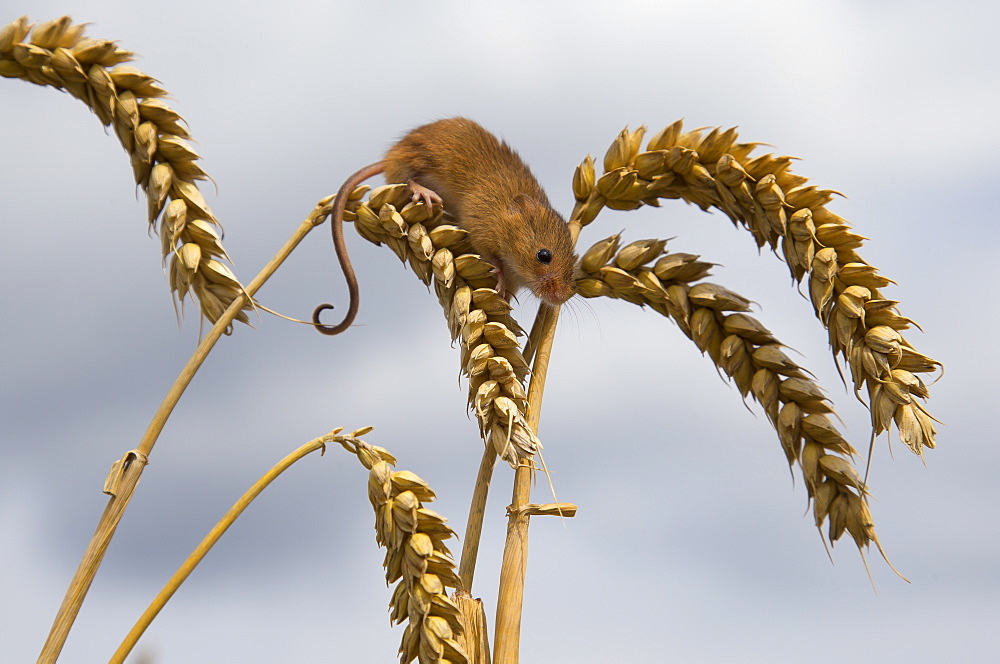 Harvest mouse on wheat in summer GB