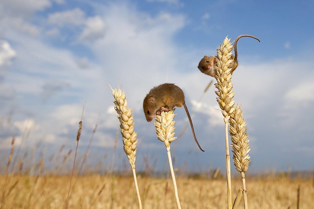 Harvest mouses on wheat in summer GB