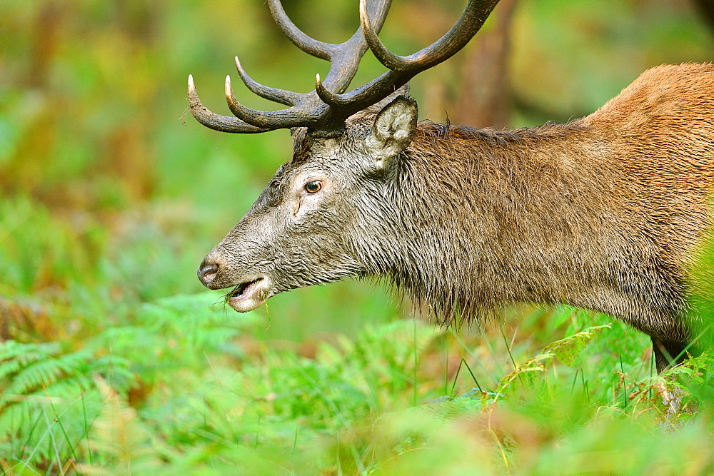 Red deer in the ferns, Boutissaint Burgundy France