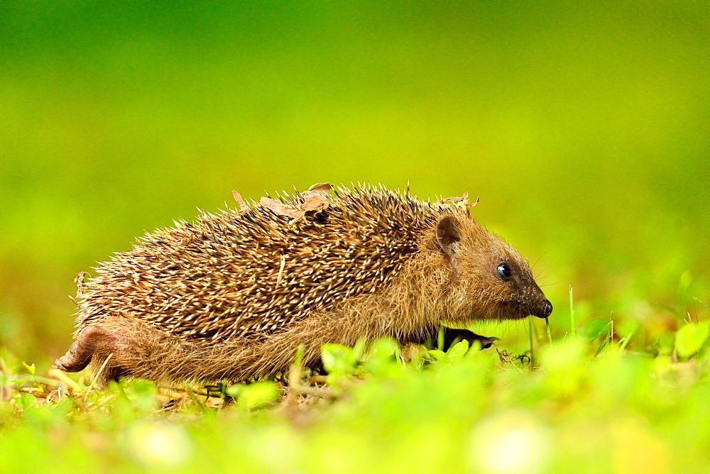 European hedgehog walking in the grass, Burgundy France 