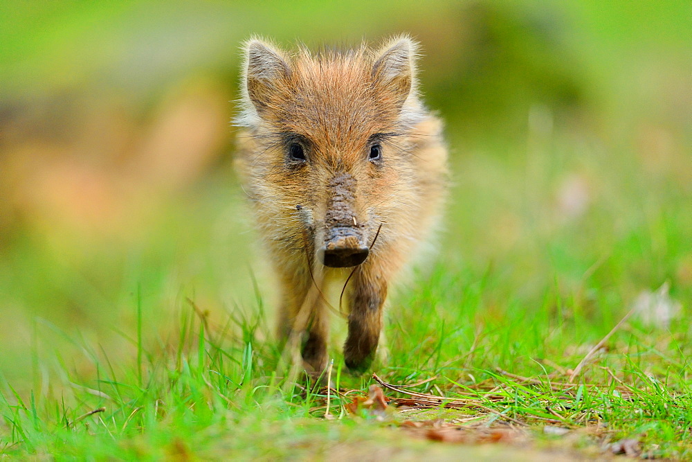 Young Eurasian Wild Boar, Boutissaint Burgundy France