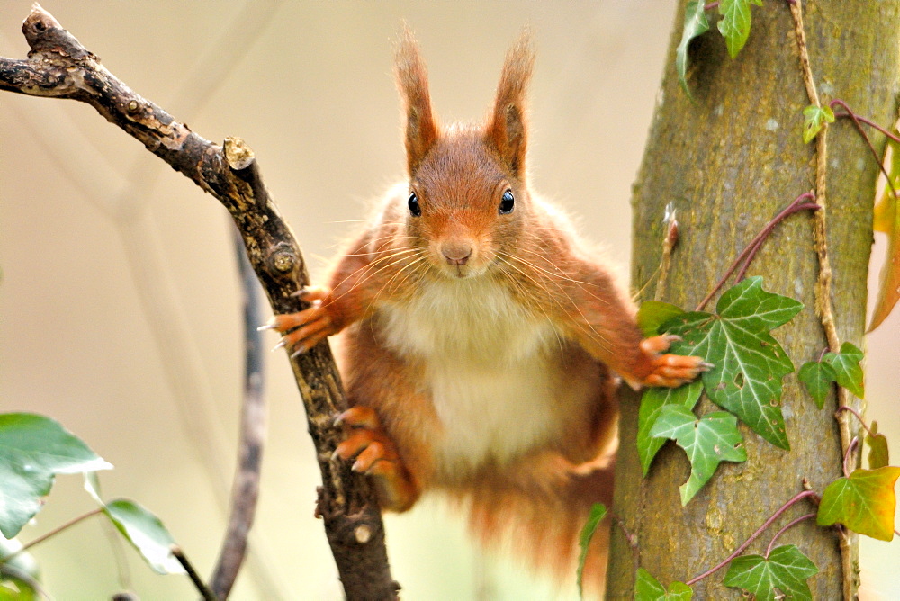 Red squirrel between two trunks, Ile-de-France France