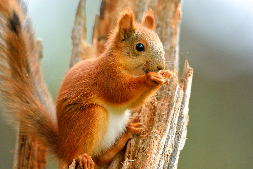 Red squirrel eating on a tree trunk, Finland 