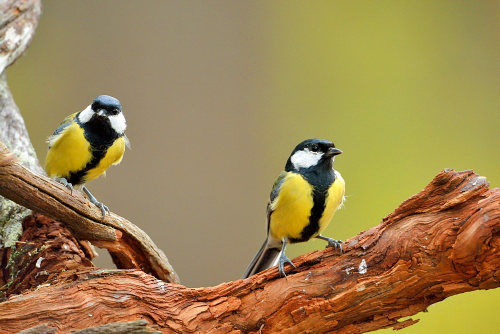 Great Tits on a branch, Finland 