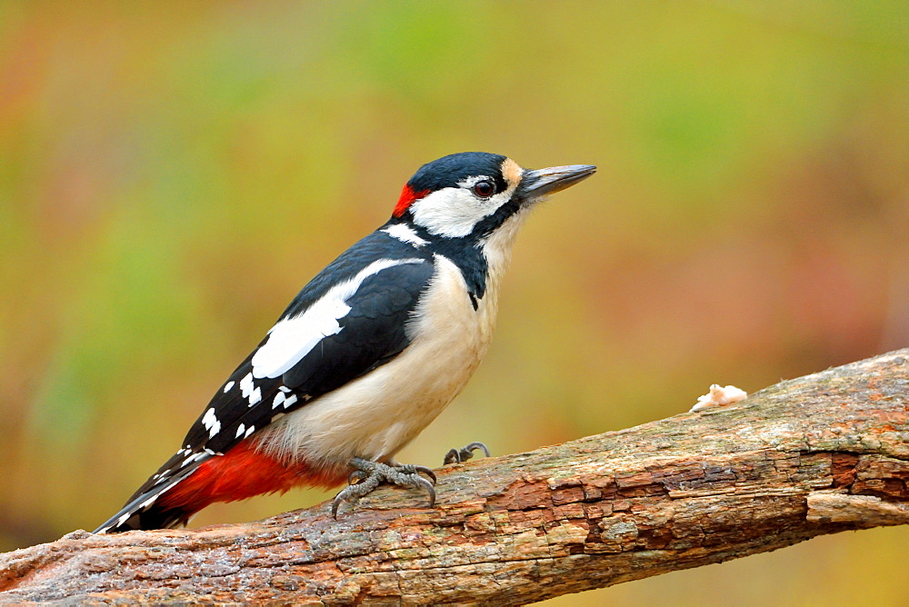 Great Spotted Woodpecker on a branch, Finland 